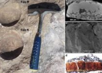Abnormal Dinosaur Egg Discovered In Madhya Pradesh Padlya Village Know Its Connection With Crocodiles Birds