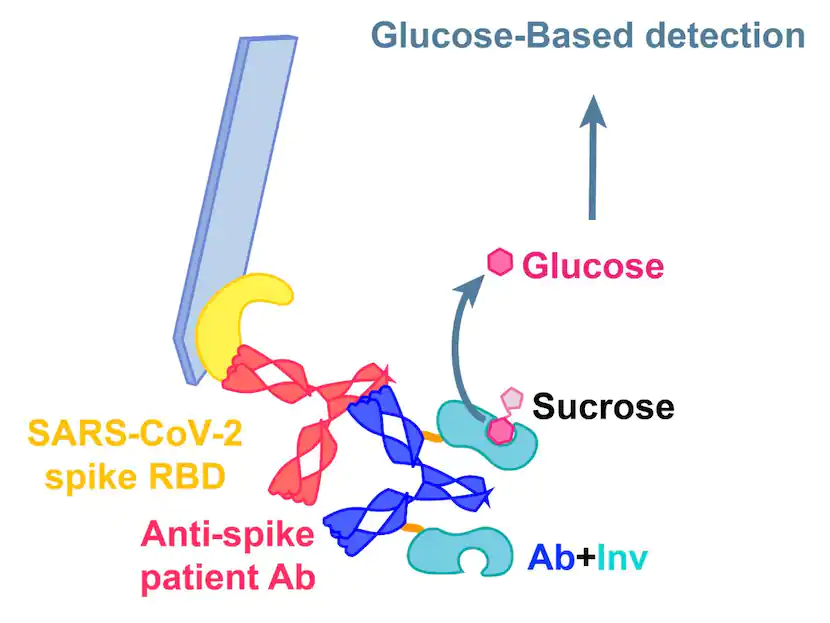 Covid 19 Antibodies Can Be Detected Using New Glucose Meter