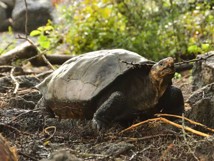 Fernanda Believed Extinct For More Than A Century Giant Tortoise Rediscovered In Galapagos