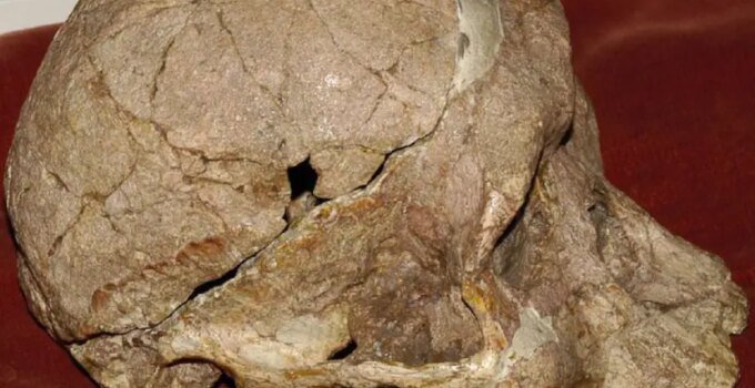 Fossils In Cradle Of Humankind Could Be Older Than Lucy Oldest Known Human Ancesto Know Complete Details