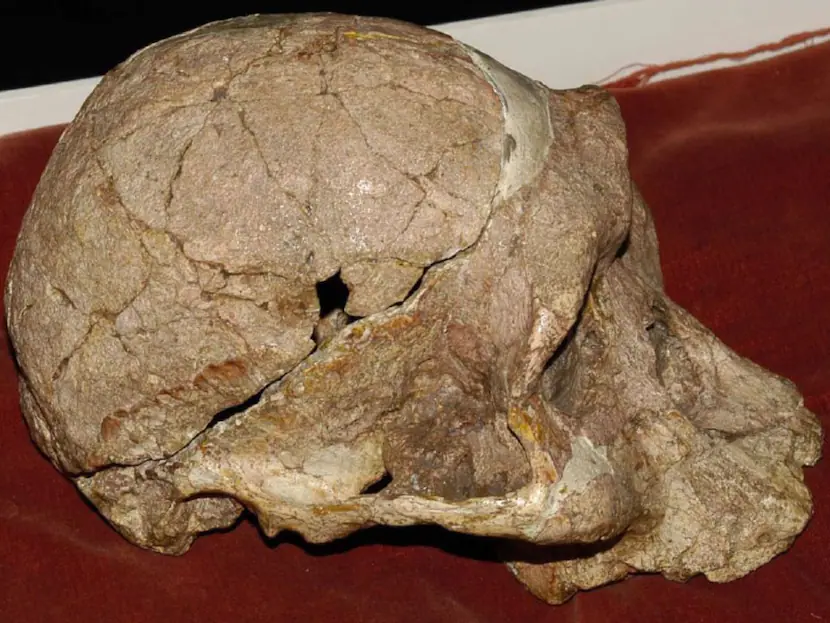 Fossils In Cradle Of Humankind Could Be Older Than Lucy Oldest Known Human Ancesto Know Complete Details