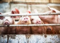 Highly Antibiotic Resistant Strain Of Methicillin Resistant Staphylococcus Aureus Found In Pigs Can Spread To Humans