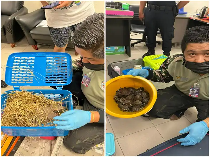 Indian Women Found Carrying 109 Wild Animals In Luggage At Bangkok Airport, Arrested