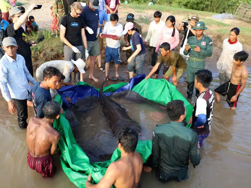 Meet ‘Boramy’, World’s Largest Freshwater Fish Caught In Cambodia