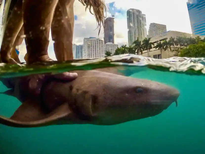 Sharks May Be Much Closer To Cities Than You Think New Research Finds