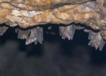 Marburg Virus Disease Explained Signs Symptoms What Is Marburg Virus First Cases Confirmed In Ghana Ebola Like Disease African Fruit Bats