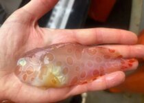 Rare Transparent Blotched Snailfish Camouflage Found In Alaska