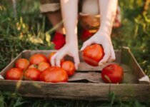 Tomatoes Are Safe To Eat Even When Grown In Lead Contaminated Soil Study